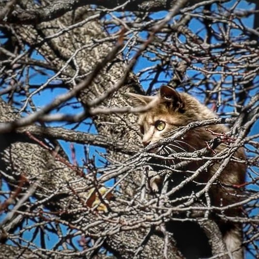 Chu_medijo's tweet photo. Modo sigilo....
#sigilo #modosigiloso #cats_of_instworld #wildlifephotography #wildcat #hidecat https://t.co/Rajjg0IGPT