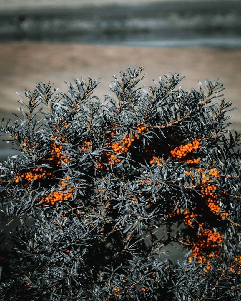 What's your favourite colour?⁠
.⁠
.⁠
.⁠
⁠
#orange #natureshooters #cadzand #knokkeheistgram #sheep #staycation #knokke #belgianroamers #belgianblogger #wandering #moody #photography #pictureoftheday #lensbible #europe #explore #belgianshooters @l… instagr.am/p/CEhPcqGHf8s/