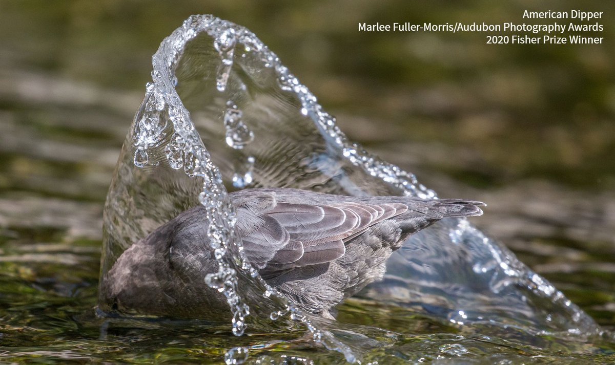 Want to see some great bird photography? Check out this year's Audubon Photography Award winners: ow.ly/I1B030qVwHm