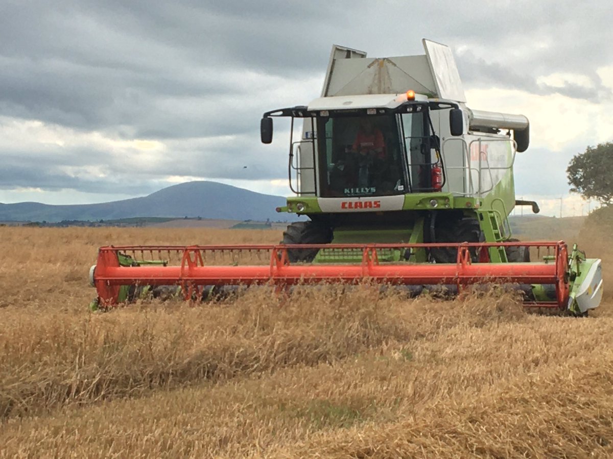 Gluten Free Oat harvest in full swing in Wexford today #glutenfree #oats #harvest2020 @GlanbiaIreland