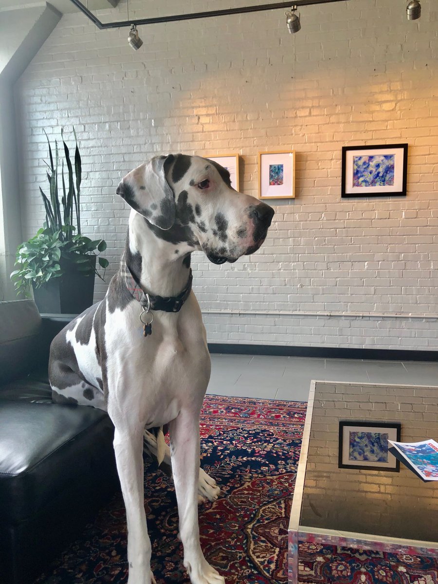 AnimalOutfitter's tweet photo. Discerning dogs choose Animal Outfitters!

#AO500 #500Seneca #buffalo #bestdogdaycareever #dogdaycare #doggydaycare https://t.co/ODytpMEsQ0