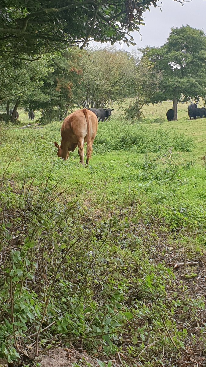 Country run done, another month of workouts everyday @NurseActive