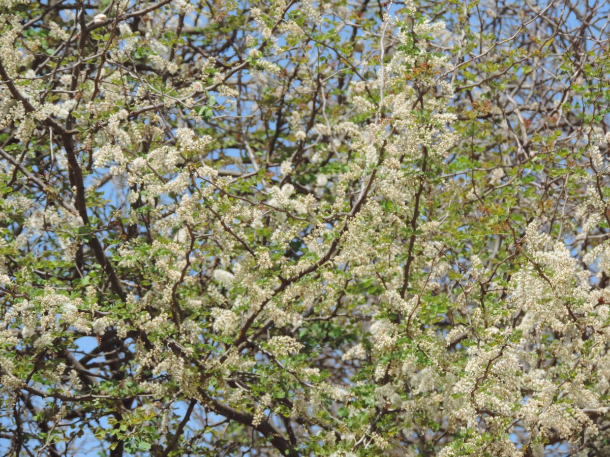 cookswelljikos's tweet photo. Happy Sunday all! Please wait-a-bit to enjoy these beautiful flowers on this acacia mellifera tree 😁
#waitabit #senegaliamellifera #Apismellifera #oiti #floraofafrica #africanflowers #africantrees #afr100 #nativetrees #acacia #acaciamellifera https://t.co/mdqZY6qj4B