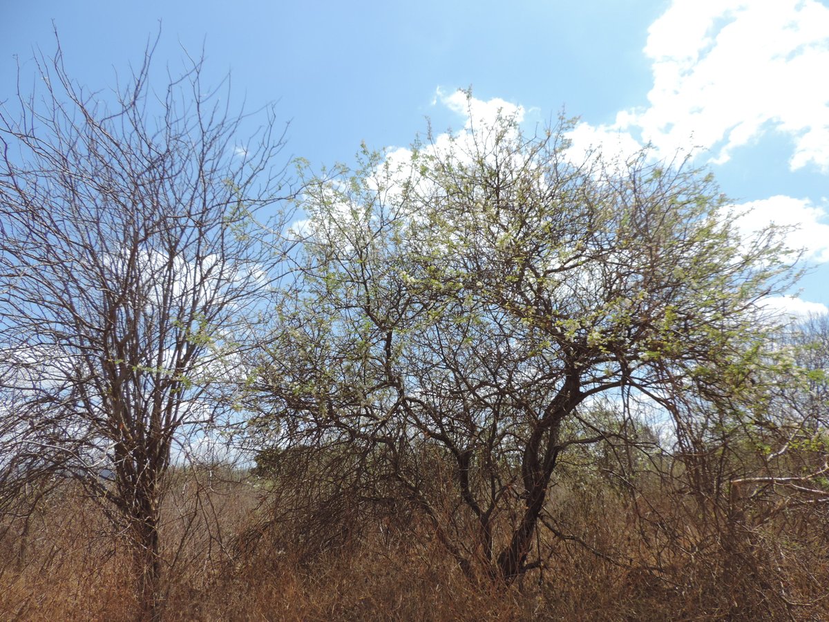 cookswelljikos's tweet photo. Happy Sunday all! Please wait-a-bit to enjoy these beautiful flowers on this acacia mellifera tree 😁
#waitabit #senegaliamellifera #Apismellifera #oiti #floraofafrica #africanflowers #africantrees #afr100 #nativetrees #acacia #acaciamellifera https://t.co/mdqZY6qj4B