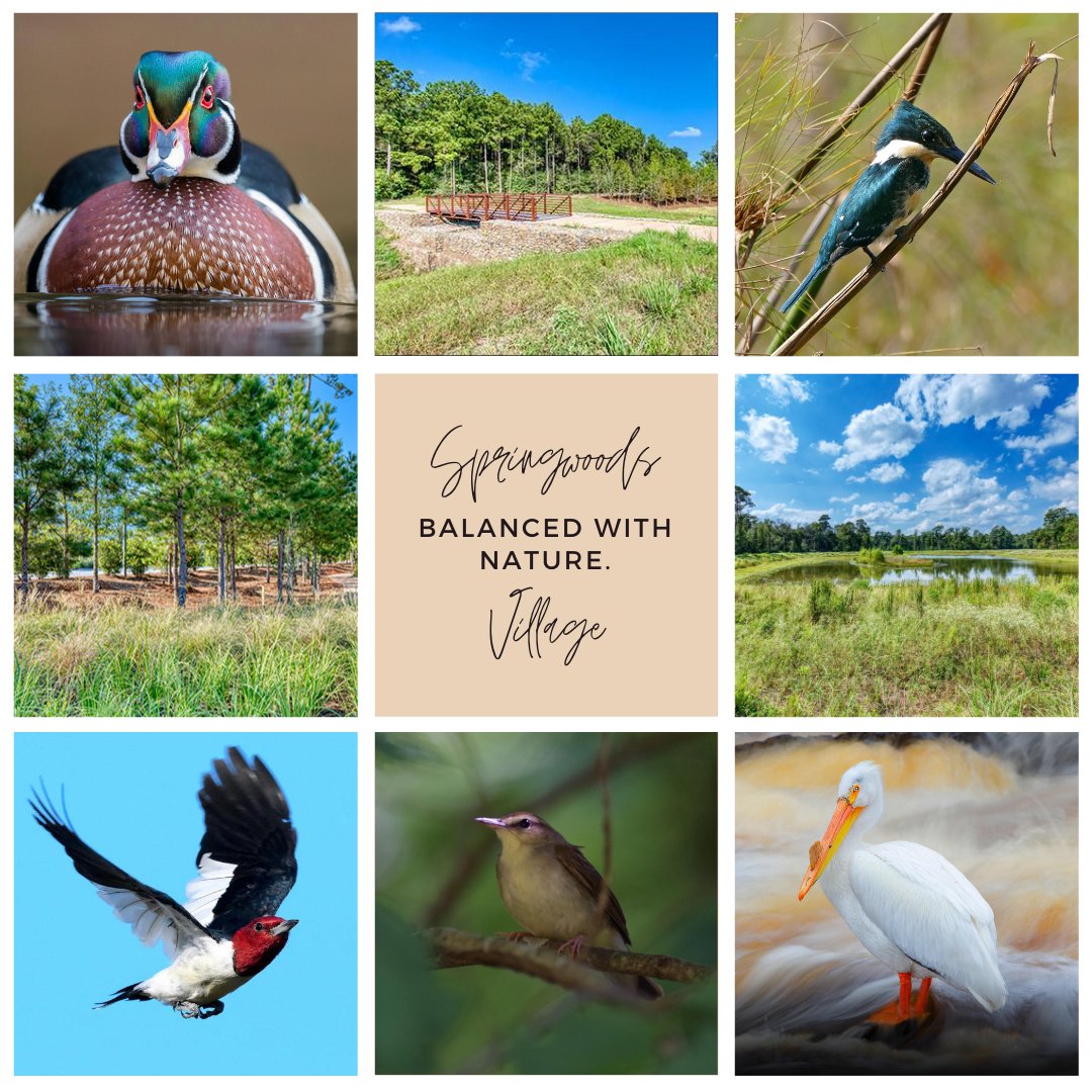 Did you know that #SpringwoodsVillage lies within the Central Flyway migration zone, allowing residents and visitors witness many of the 5 million birds that nest and migrate throughout our region? #txbirdwatch #texasbirding