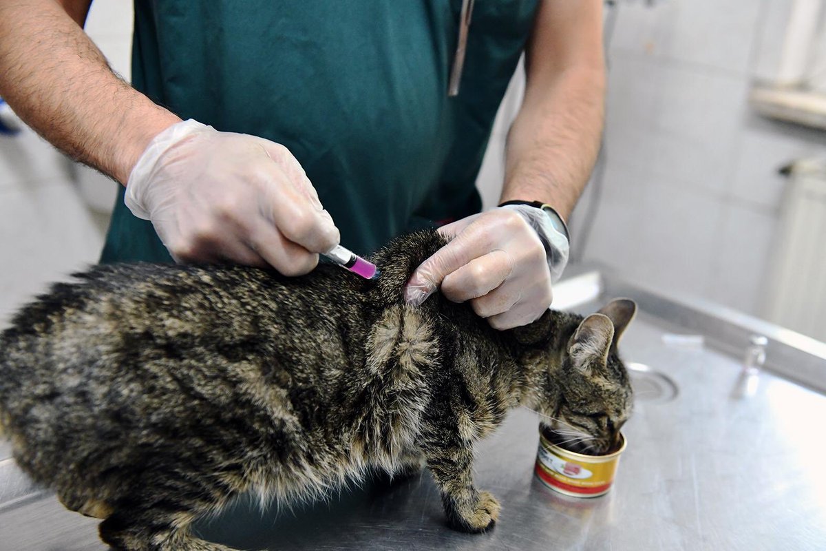 kedi kuduz aşısı