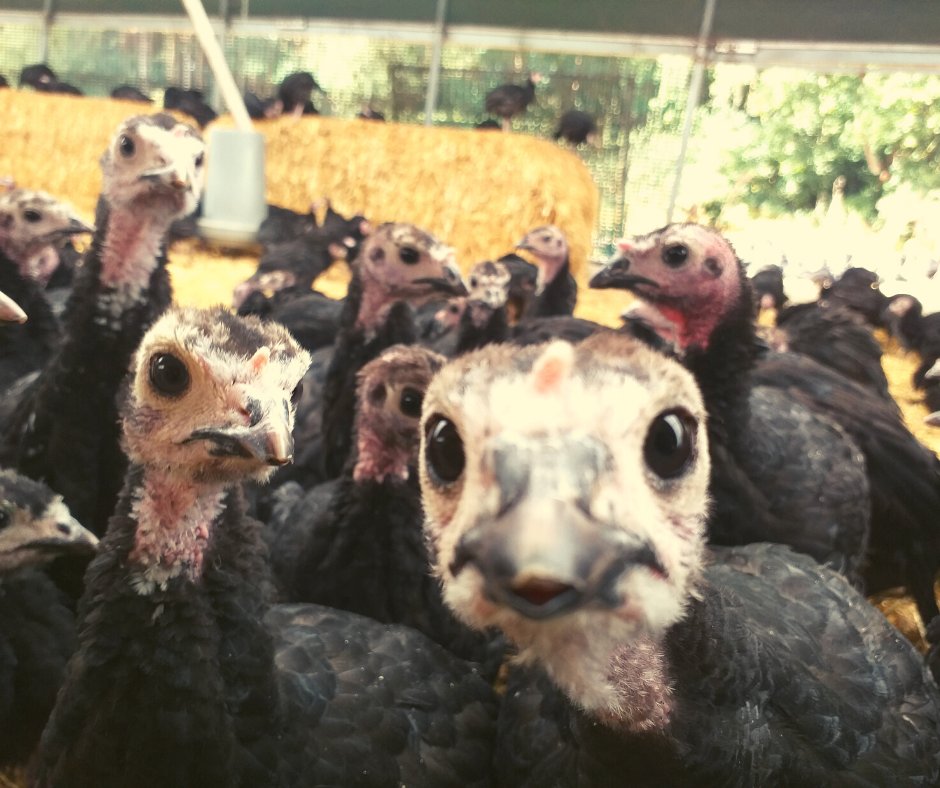Believe it or not but Christmas is just around the corner

#Christmas2020 #Turkey #Food #Norfolk #poultryfarming #freerange #FarmLife #farm