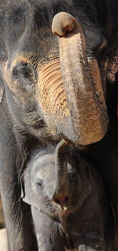 <a href="/CoquetteEric/">NINIE-du HAINAUT (Nicole)</a> <a href="/RENARD5149/">Didier</a> <a href="/denisgueldry/">denis rocknroll</a> <a href="/KristelBERINGER/">KRISTEL</a> <a href="/CoralieArtu/">🐷🐞 Coralie 🐞🐷</a> <a href="/lilipetitapetit/">je vous ai à l oeil</a> <a href="/besnardkam1/">Besnard</a> 
Bonne soirée à tous 💖 bisous 😘😘💖🐾🐘