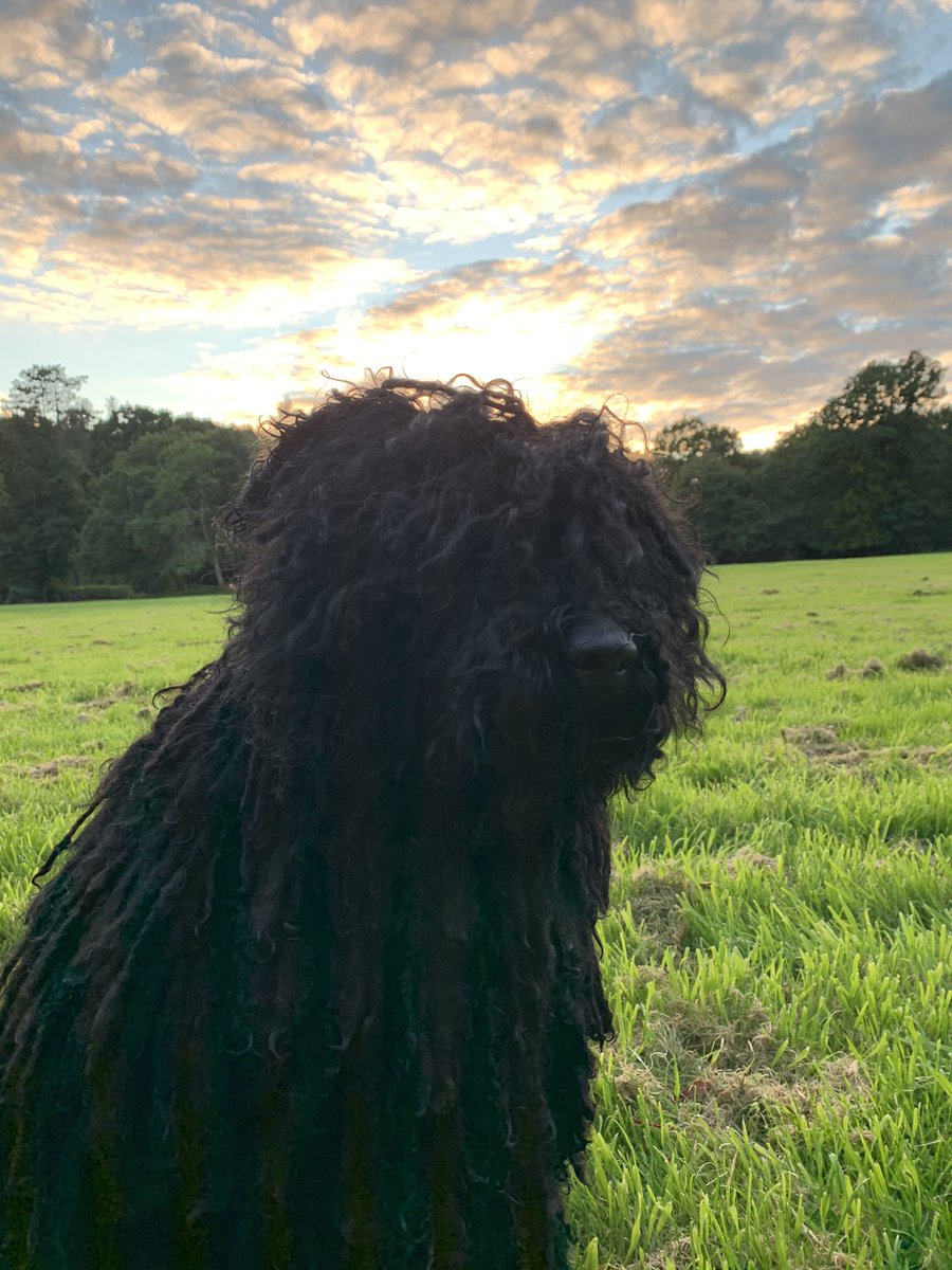thurstone4's tweet photo. My friend #Bogi #Puli ace night, thank you @Nojcsy @4auntiejo #Puli 😍🐾 https://t.co/K8Ee2ntRVT