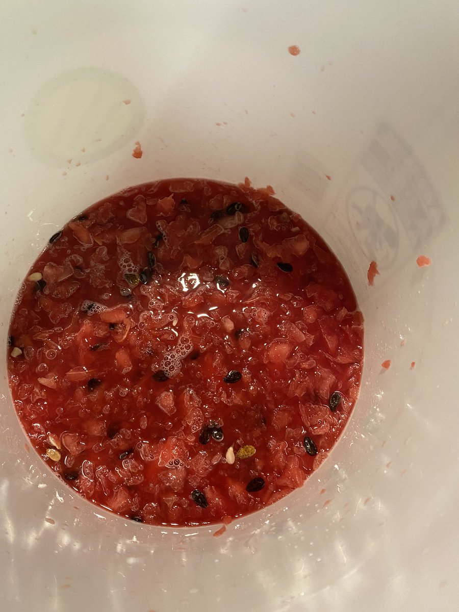 GGabelavn's tweet photo. Making watermelon wine from the watermelons I grew this year. Hopefully it’s worth the wait. #watermelonwine #homebrew https://t.co/ROo3j1MvYU