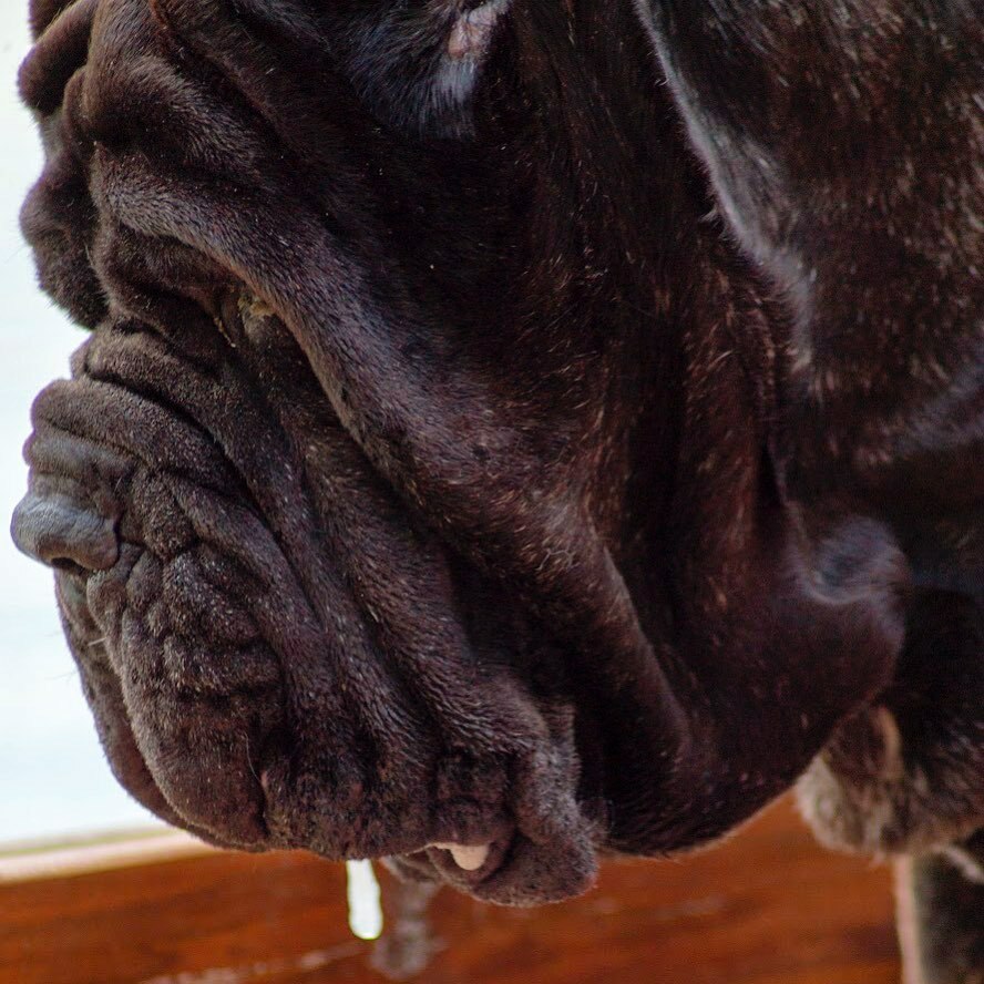 Whatever she’s looking at sure looks delicious 🤤 

#drool #lovebigdogs #neapolitanmastiff #neapolitanmastifflovers #harrypotterdog #neapolitanmastiffsworldwide #titanidelnord #breeder instagr.am/p/CEh4WjoBMtQ/