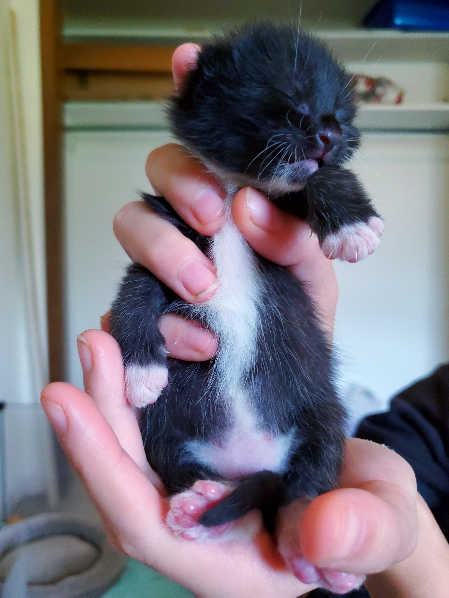 what-is-fading-kitten-syndrome-and-how-can-you-treat-it-daily-paws