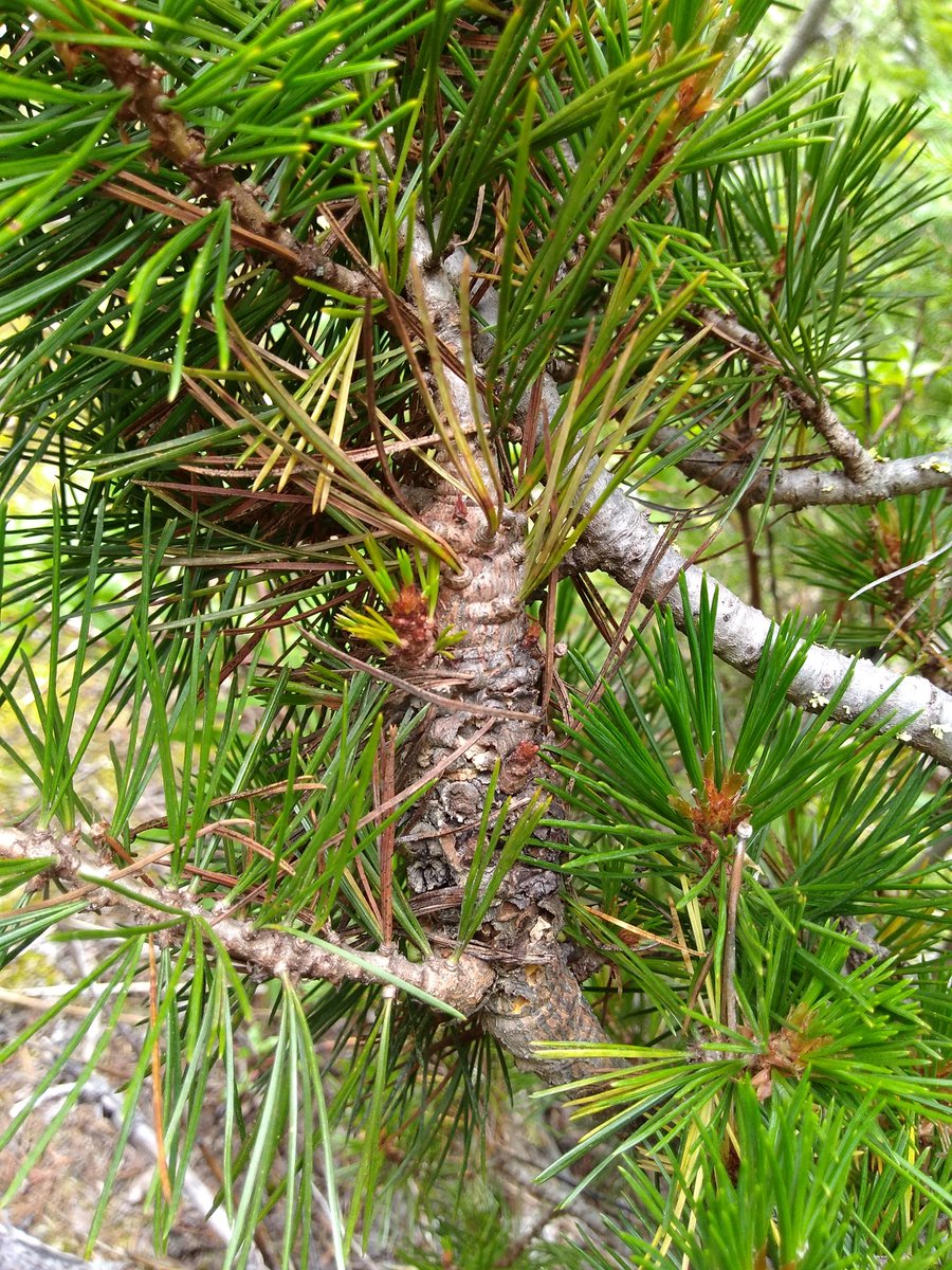 bugpath's tweet image. Found some whitebark pine along with white pine blister rust on a great hike in Jasper NP.
