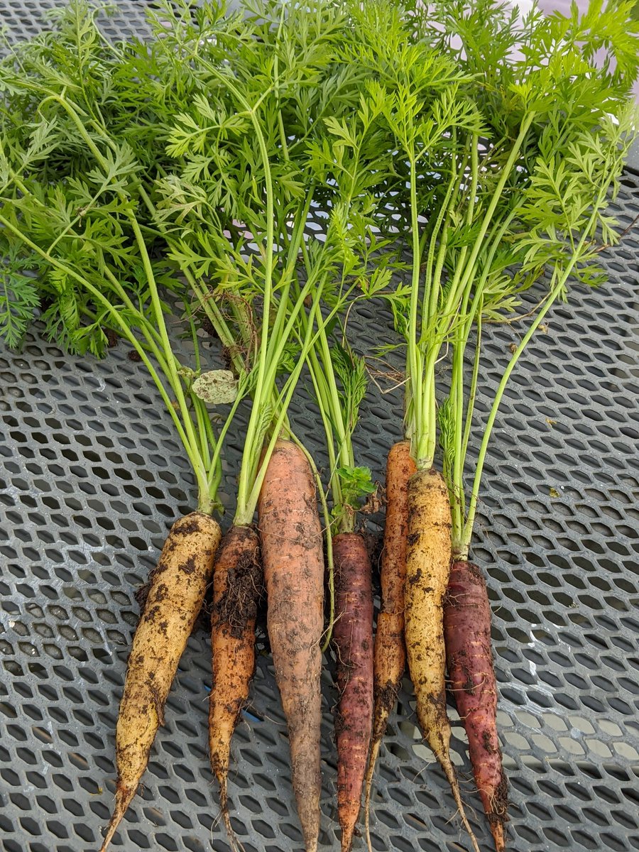 BevanCo's tweet photo. More homegrown carrots ready for Sunday dinner #goodlife #LockdownLife #MoveMoreEatWell #MMEW https://t.co/G0P176j1Ee