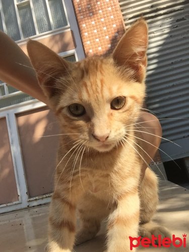 Petlebi Kedi Maması