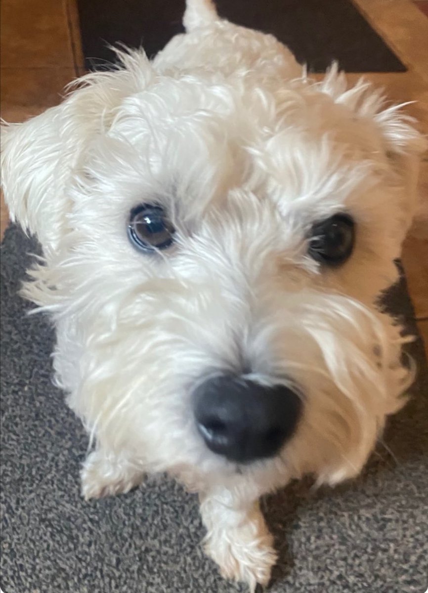 RolyPolyPup's tweet photo. This is me (incase you forgot) ... #NoFilterNeeded #intheflesh #nomakeup #Rolypolypup #cutestpup #nawty #WRUk https://t.co/y0pA5fa087