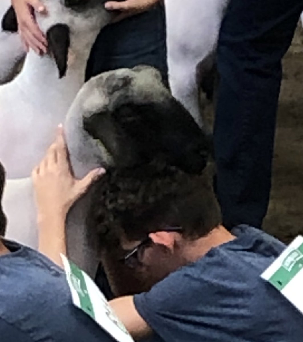 Susan Littlefield (@firefighter89) on Twitter photo THIS PICTURE ❤️watching a <a href="/Nebraska4H/">Nebraska 4-H</a> member show sheep at the <a href="/NEStateFair/">Nebraska State Fair</a> & the trust this market lamb has in his owner! THIS PICTURE ❤️watching a <a href="/Nebraska4H/">Nebraska 4-H</a> member show sheep at the <a href="/NEStateFair/">Nebraska State Fair</a> & the trust this market lamb has in his owner!