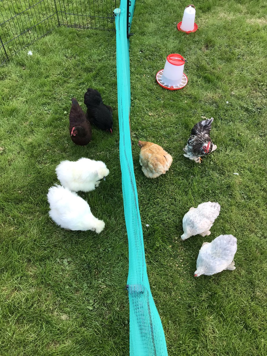 devon_hens's tweet image. Hentroduction day #bantams