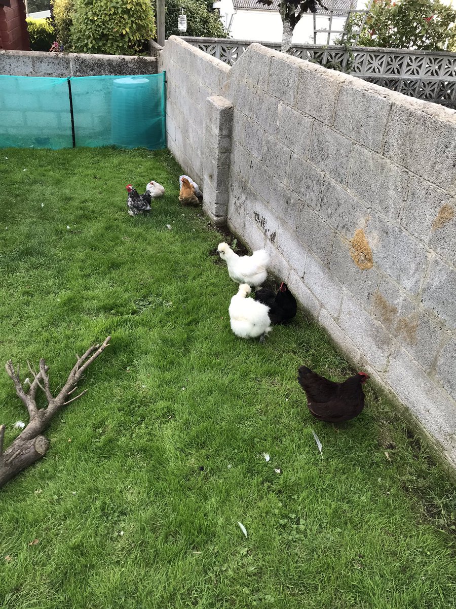 devon_hens's tweet image. Keeping a distance but all seems ok.