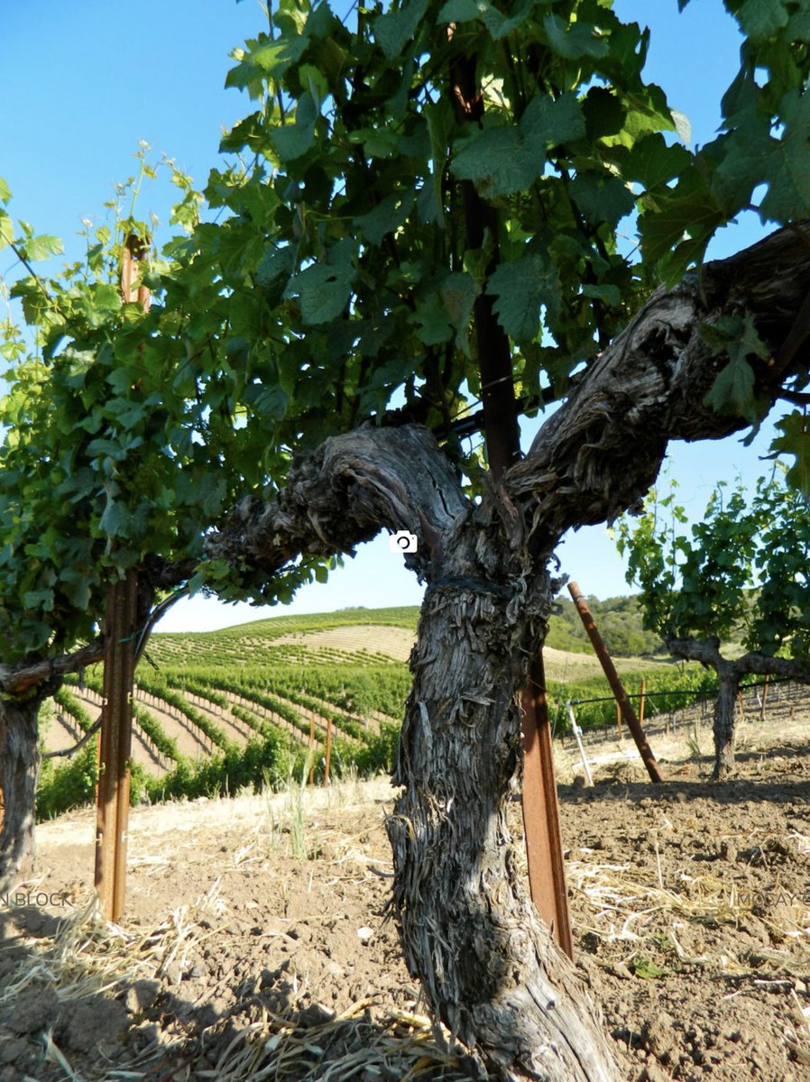 princeofpinot's tweet photo. PinotFile Vol 12 Issue 8 now @ https://t.co/Knk0Yl3hwo. Largest issue ever! Old Pinot Noir Vines Matter! https://t.co/XB9OaJnDau
