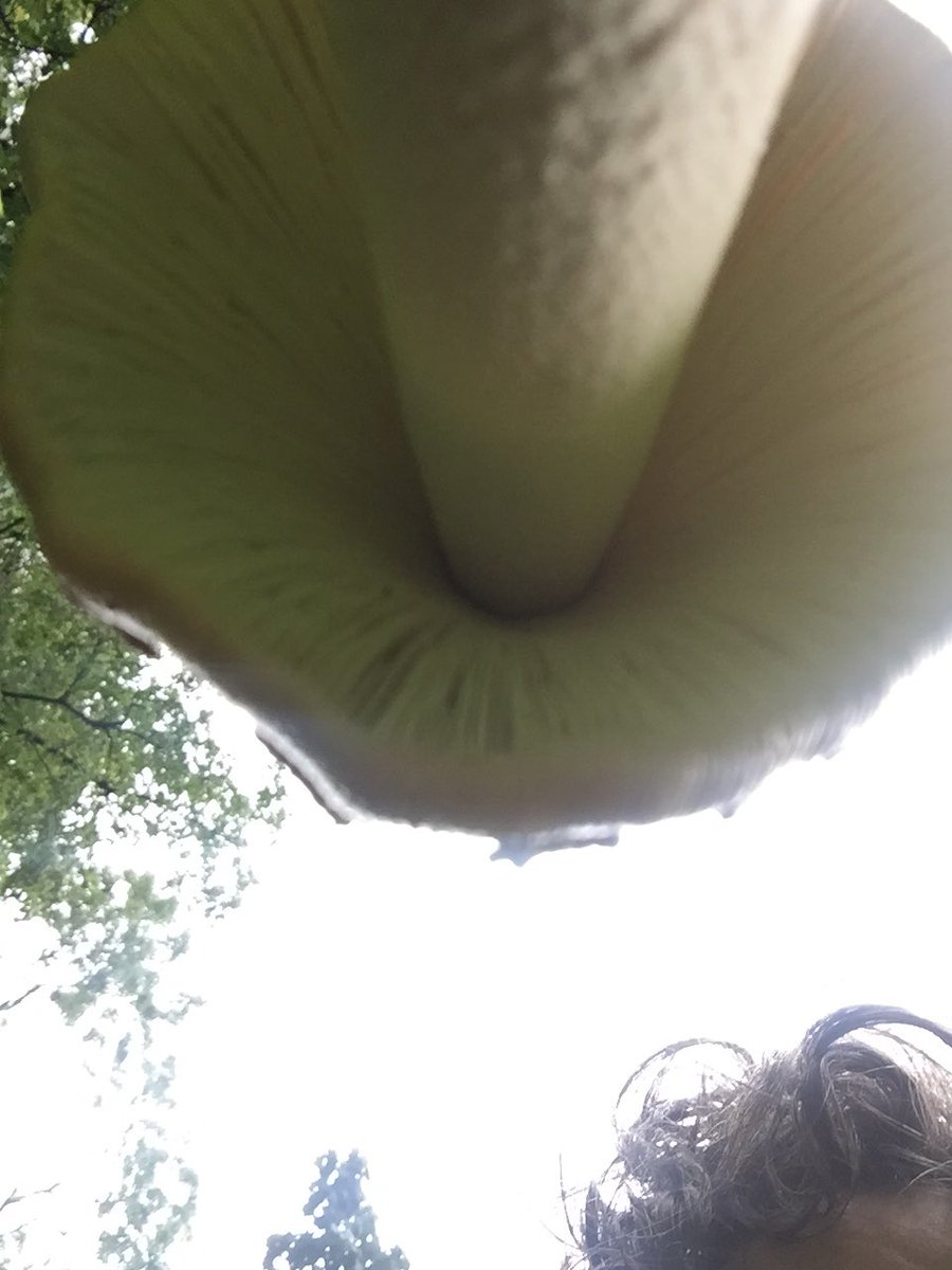 janicemparker's tweet photo. Magical dancing today. Circling around. Under & over #wildandfree #asbigasmyhand #notforeating #natureinthecity https://t.co/yGUrjndJEd
