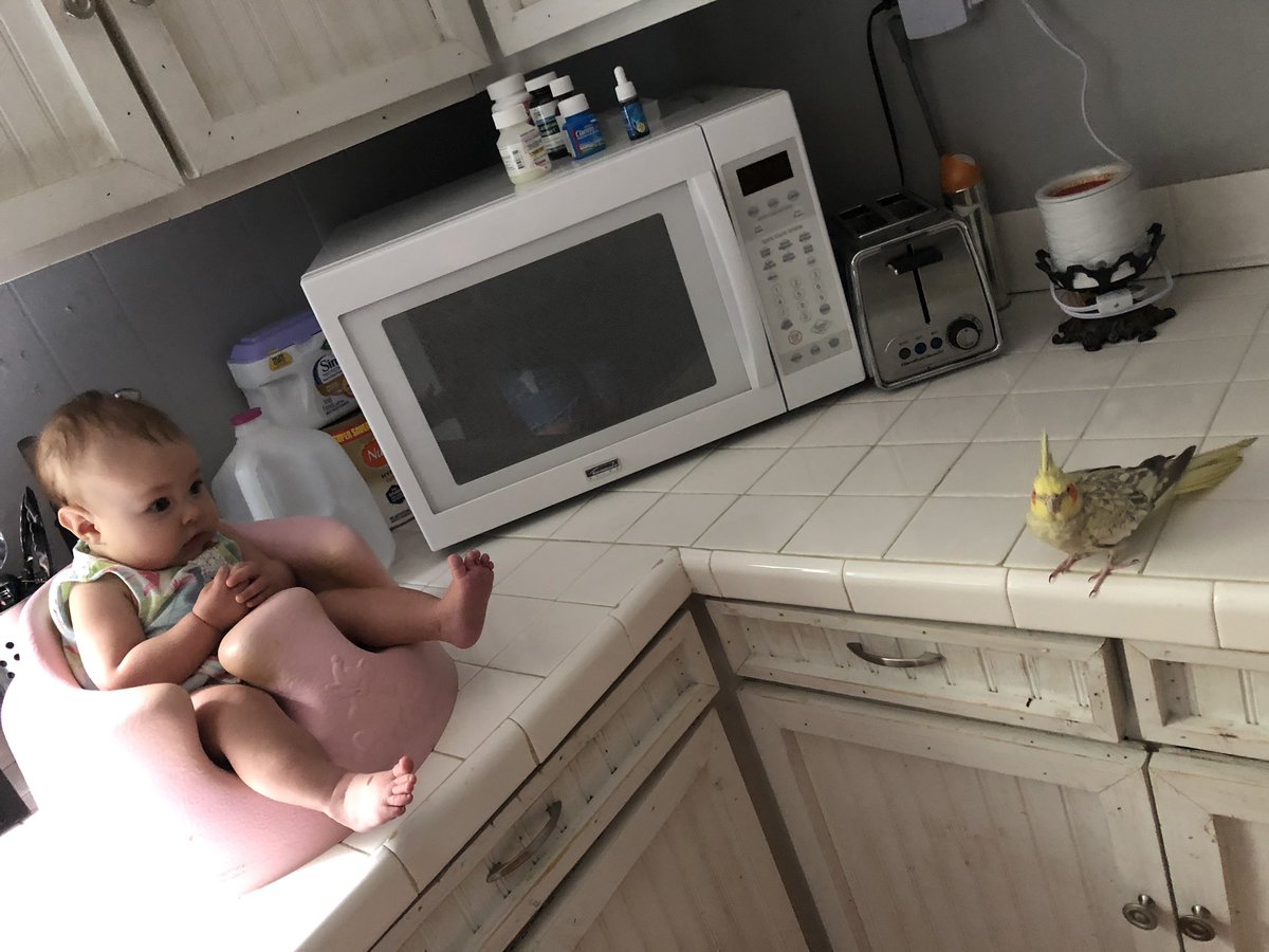 QueenPeachry's tweet photo. The small human wants to eat me 👑 She wants to take my crown in this house! https://t.co/ckkg0SH1jq
