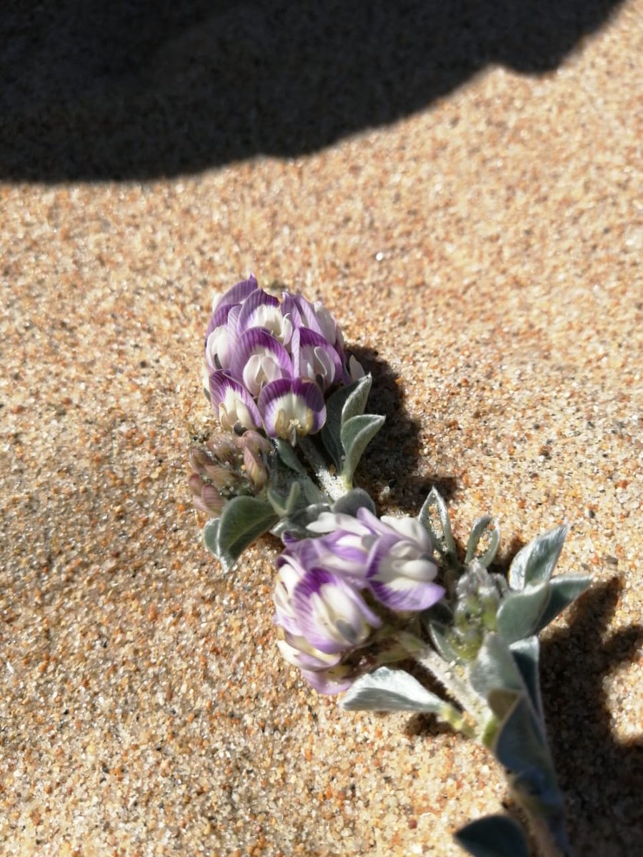 Andriu_Chango's tweet photo. #Urgente Alerta Ambiental!

Preocupación en el campo dunar Gota de Leche
 
Comenzó la floración la Hierba de El Tabo /Astragalus trifoliatus/ en peligro crítico de extinción

Pero los vehículos motorizados que ingresan al campo dunar continúan arrasando con todo!

Ayuda!

Difunde https://t.co/717ut7dvnW