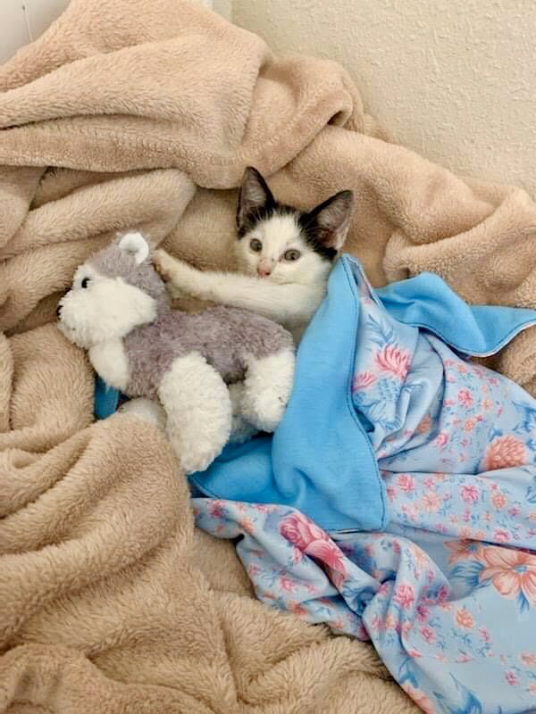 bergshelterpets's tweet photo. 🚨 We need your #donations to #helpMilo, an injured #kitten with a strong will to live! 🚨
Can you spare $5, $25, or more? ➡️ https://t.co/Hq1UkQgB25 https://t.co/3BYrrdyMoA