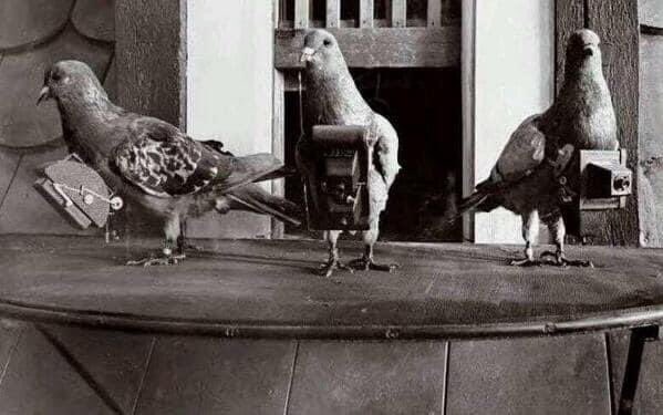 Avant, pour Google Maps, certains pigeons prenaient des photos en vol, ils étaient connus comme des pigeons espions.