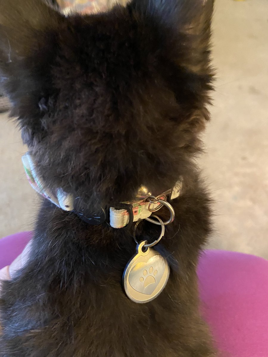 abbsemma's tweet photo. #Chewytagyourelt Rosie’s new tag https://t.co/3oEtJ2ztmw