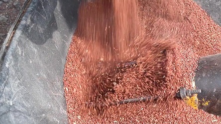 Corteva AUS tweet media