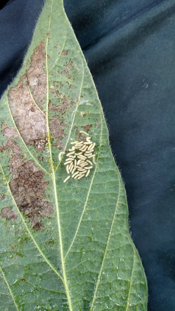 kramerstevend's tweet photo. Newly hatched Wooly Bear Caterpillars. Not so cute here are they! https://t.co/LZAIV2s8Qo