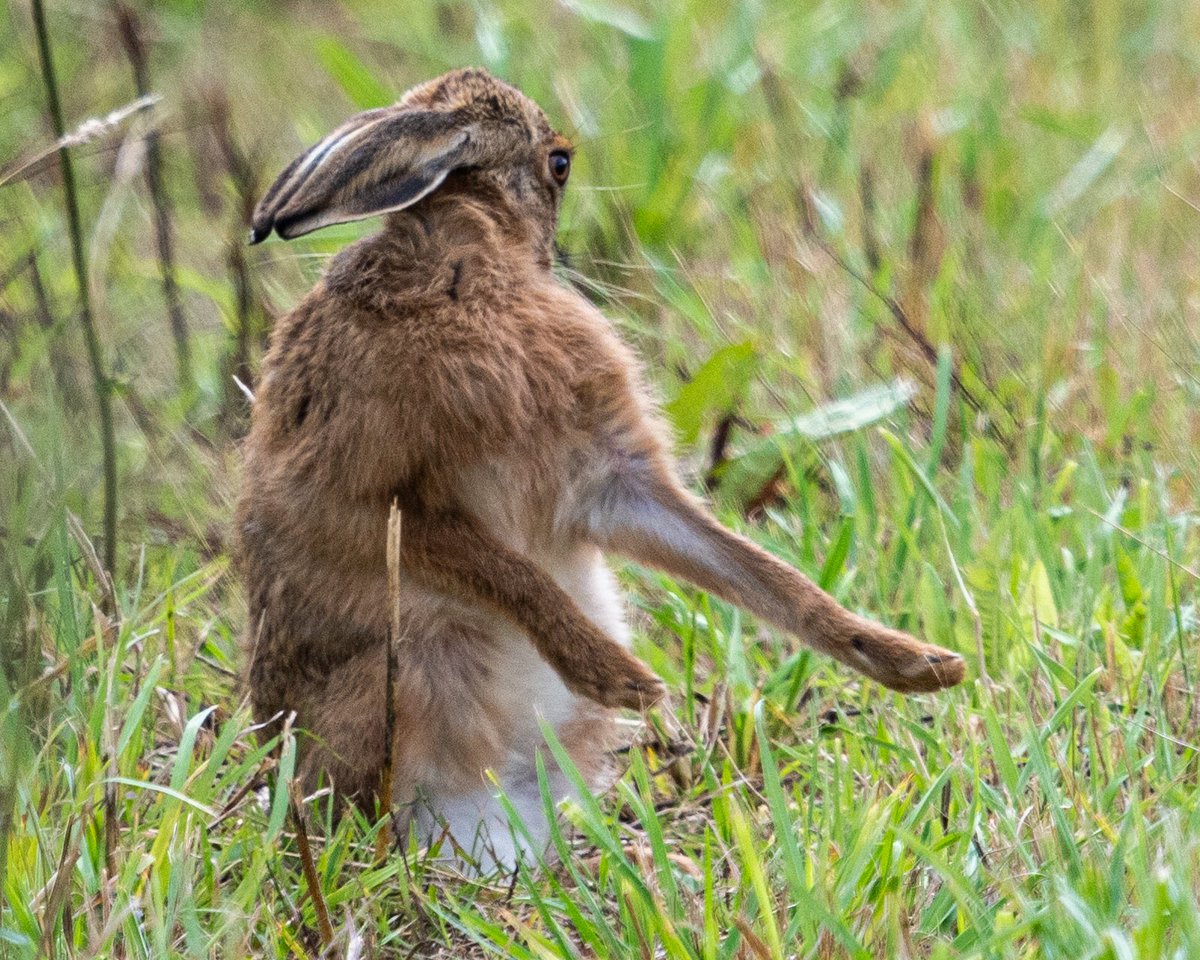 SW_PhotoNature's tweet photo. A bit of Hare Tai chi ...
#brownhare #hare #Norfolk #Norfolkwildlife #nwt #Countryfile #BBCWildlifePOTD #klmagazine #Norfolkliving #wildlifephotography #nature https://t.co/6RFFhoIkOA