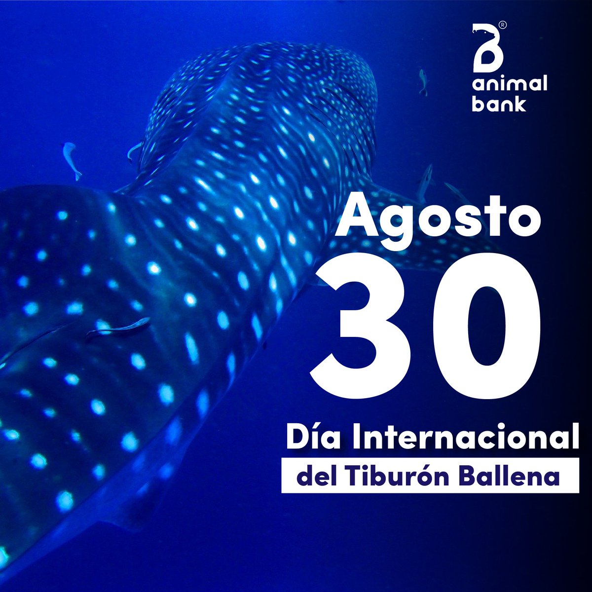Por sus curiosas manchas el #TiburónBallena también es conocido como #PezDominó. Es el pez más grande del océano con sus 12 metros o más y se alimenta de #plancton. Prefieren las aguas cálidas, estando presente en todos los mares tropicales. #DíaInternacionalDelTiburónBallena