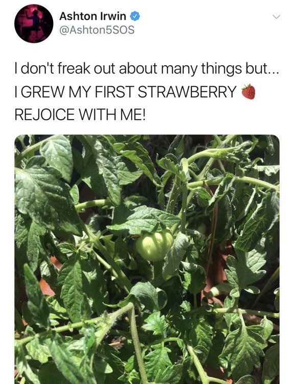 REDTEAMCALM's tweet image. ‼️THIS or THAT‼️
Question 39:
LEMON TREE or (TOMATO) STRAWBERRY?

#STREAMNITSW