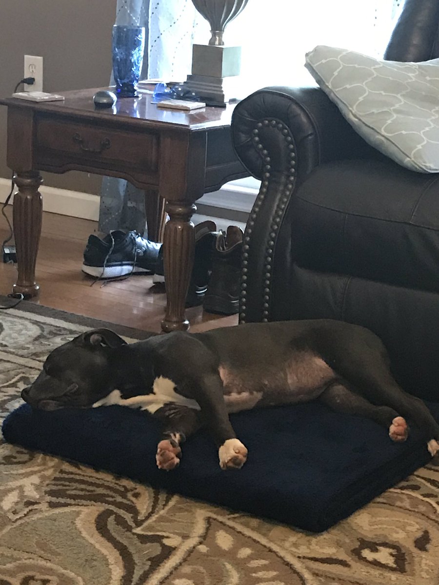 AmandaBoboQuick's tweet photo. Welcome to the family, Creek.  We are all in love! #sheisasweetheart https://t.co/1ps3gPTy6P