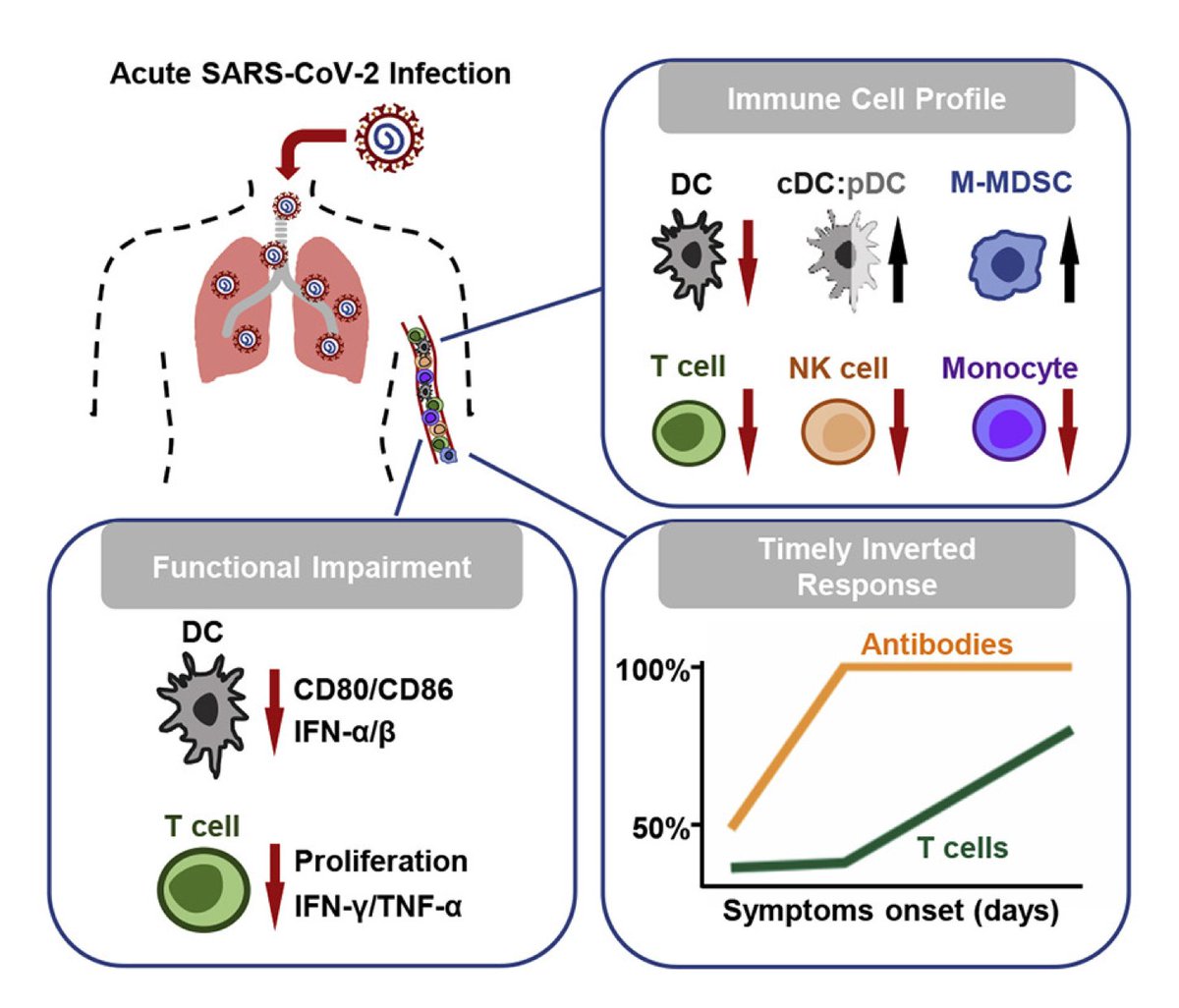 mmw_lmw's tweet photo. #SARSCoV2 #Acute_Infection | Impairs dendritic cell and T cell responses | Zhiwei Chen @HKUniversity @ImmunityCP https://t.co/MWMY5TCDSc | #2020_ReCapAugust https://t.co/KiRYmagc3j
