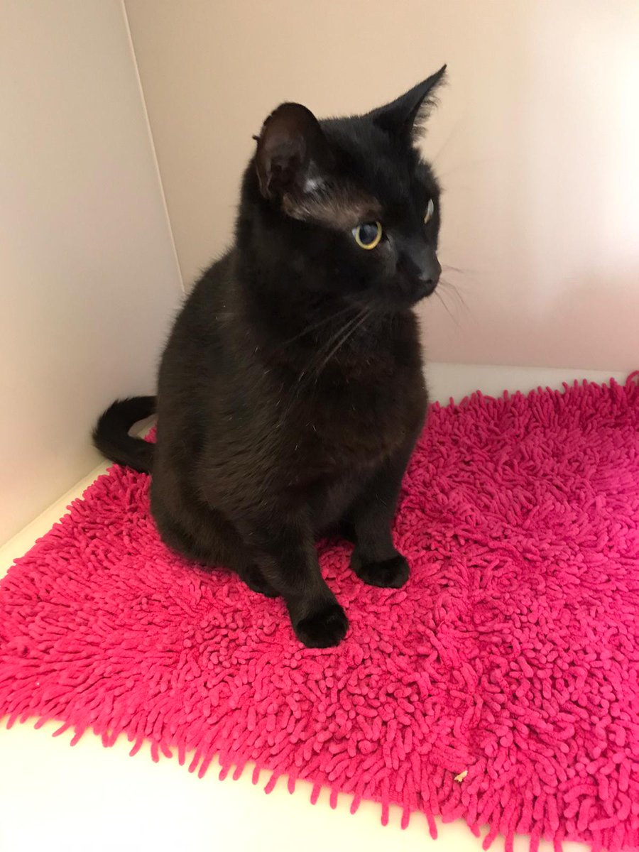 Over the past couple of weeks we’ve had three reports of cats sneaking into vehicles! This friendly black cat has been handed into a vets in Cumbria after having sneaked onto a van somewhere in the Lancaster, Chorley, or Preston areas. Do you know anyone who is missing this cat?