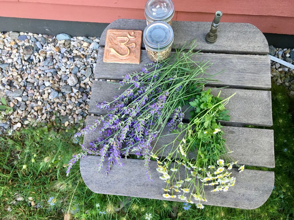 abkay's tweet photo. The lavender & chamomile in my garden were such a blessing this year. Drying oodles for tea & baths all winter long. #herbal #everybiteisdivine https://t.co/NpcJaTomjr