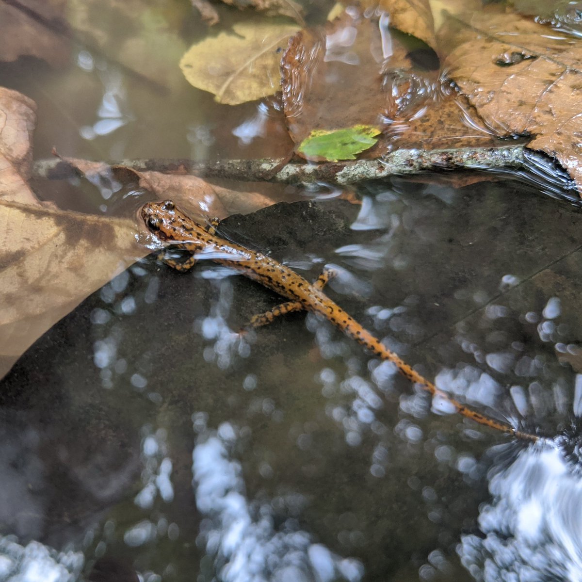 DavidFleshman10's tweet photo. Cool find by @odonatadragon in an intermittent tributary of Bull Creek. Cave salamander (Eurycea lucifuga) https://t.co/Iq5lI5E1Ex