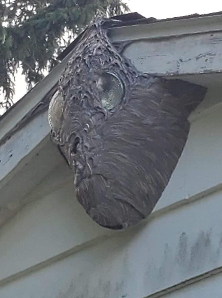 This is a wasp nest that has grown around the flood lights on a garage and yes you will see it in your nightmares tonight