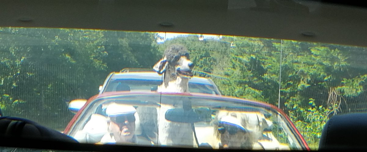 G_raphics's tweet photo. So I stopped at a traffic light....
Looked in the rearview mirror...
And saw this furry guy..... 😅
#WelcomeToVirginia https://t.co/Aw0NBdzlWC