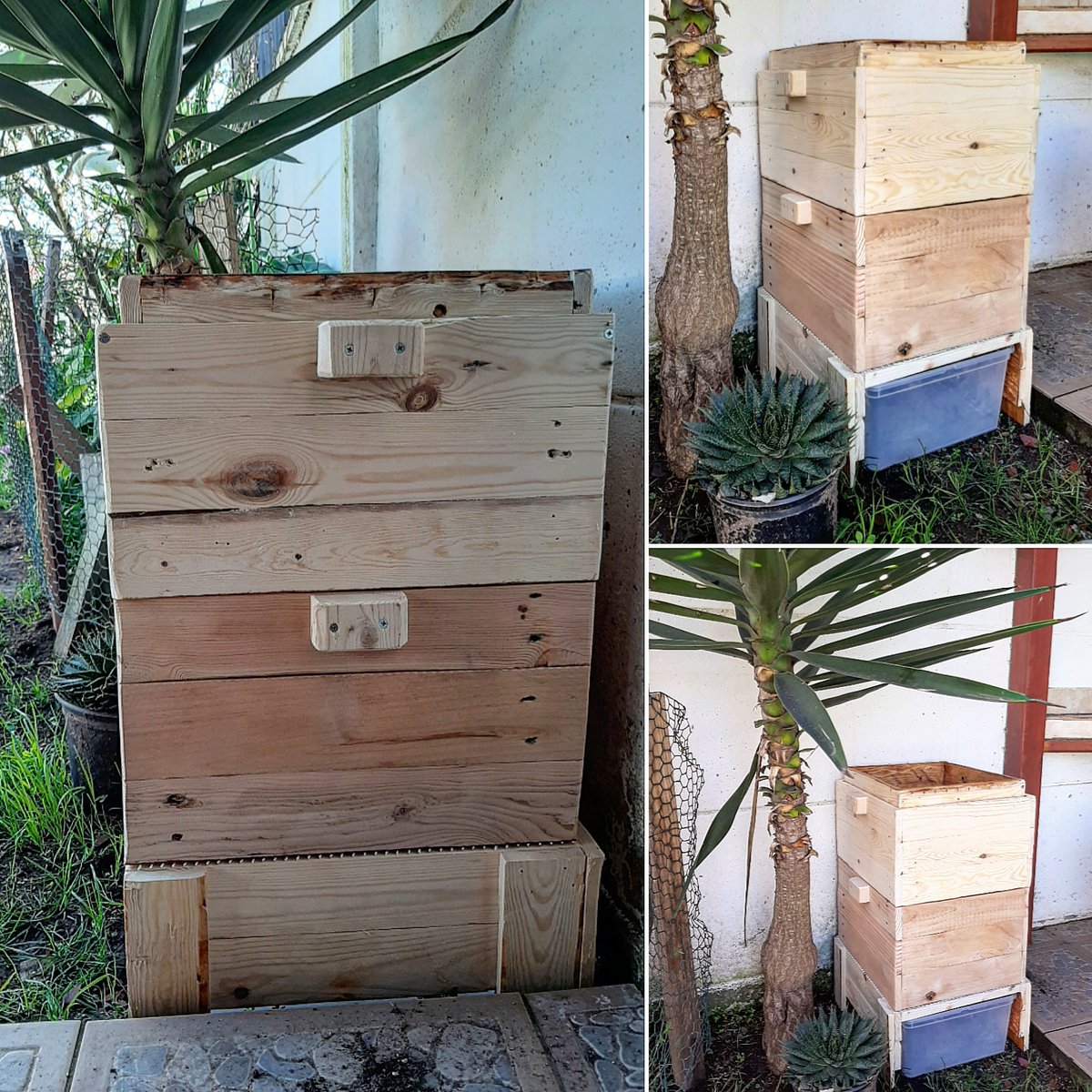 nutri_anita's tweet image. Feliz con mi compostera 😁💚, aprendiendo a usarla correctamente para que crezcan y se reproduzcan mis lombrices californianas, y la tapa es viva, ya que se puede plantar hierbas aromáticas. Sembré albahaca.🤞🤞 @losromerosnatu1 @MorganaSativa #compostera #huertourbano #recicle