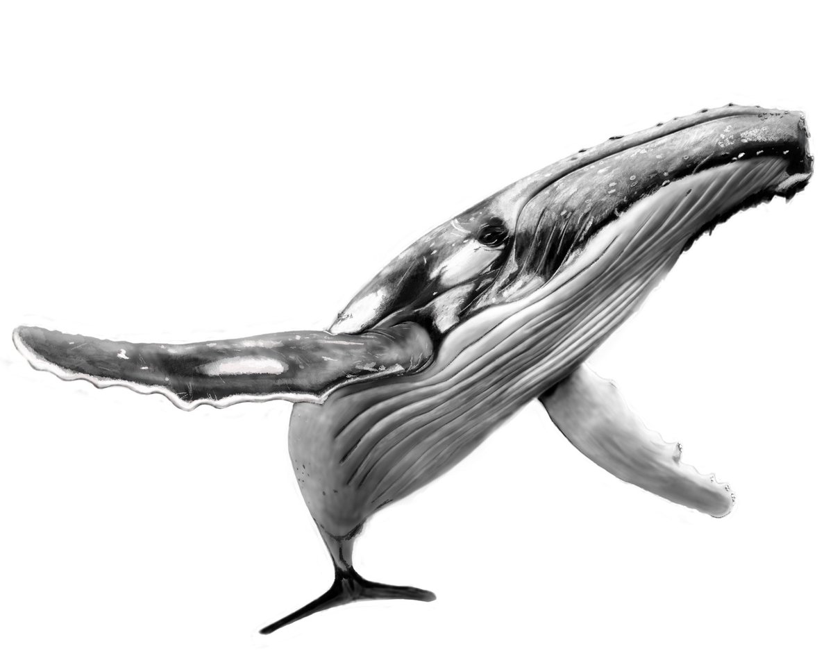 奥野 翔太 鯨 を描いている まだ全然途中やけど こんぐらいの段階からさらにクオリティをあげていくのが難しくて楽しい デッサン 濃淡で絵を描く イラスト アート モノクロ画