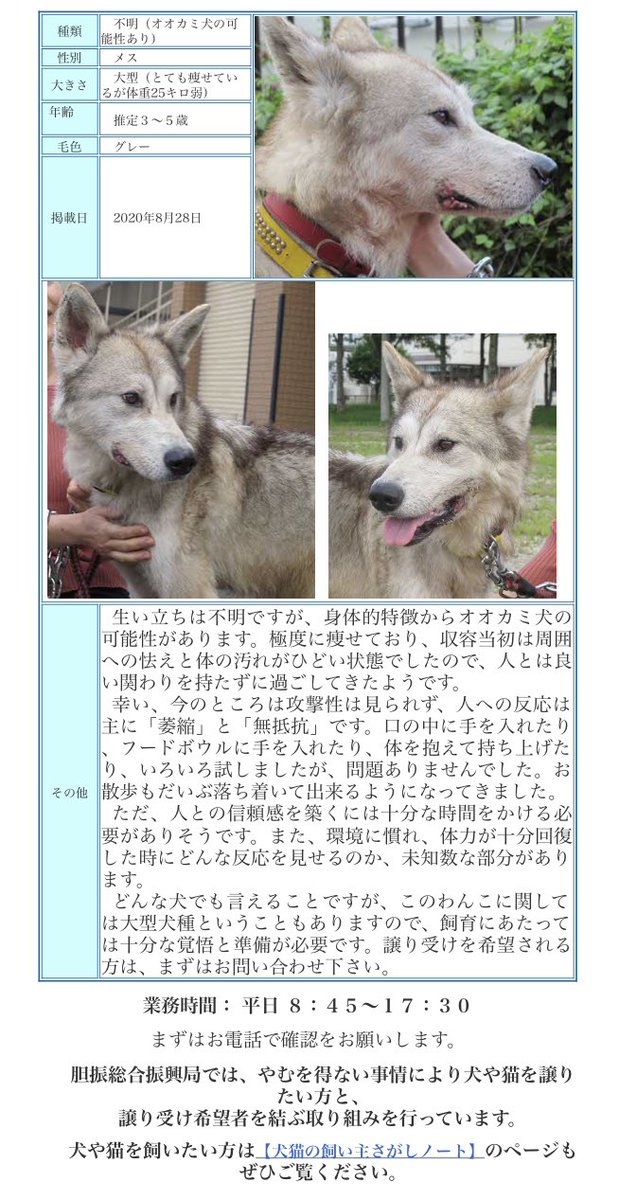 北海道 保健所 里親募集 苫小牧保健所さん オオカミ犬と思しき犬さん と療養中のふわふわ猫さん が収容されています 犬 さん 現状 萎縮し無抵抗だそうですが どんな生い立ちか見えない大型犬さんの収容は緊張が走るもの