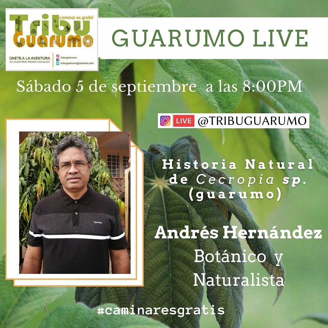 tguarumo's tweet photo. No se pierdan el #IGLIVE de #tribuguarumo en el que nos estará acompañando el #Botanico y #Naturalista Andrés Hernández para conversar sobre la especie #Cecropiasp o mejor conocida en el  patio como #guarumo

Sábado 5 de septiembre, 8 pm en nuestra cuenta de Instagram. #Panama https://t.co/NGAXHNJUGh