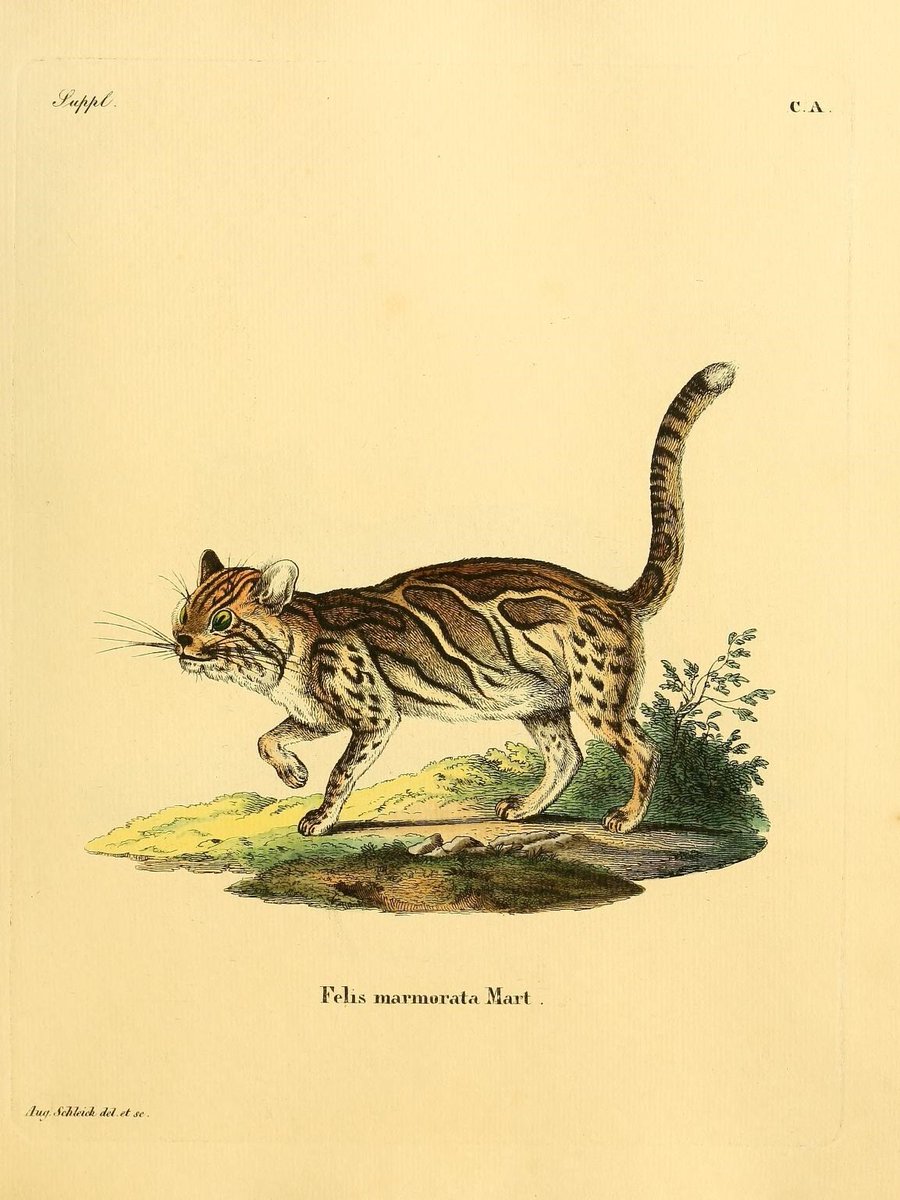 Biodiversity Illustrations tweet media