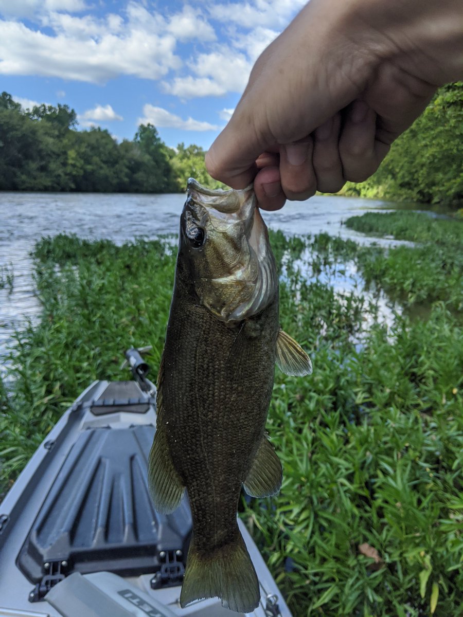 YakLogic's tweet image. Awesome day on the Shenandoah
#smallie #riverfishing