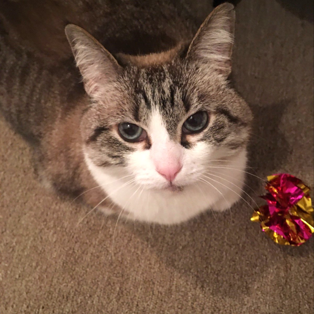 Penelope all brushed and pretty 🐾

#catsoftwitter #meow #phillycats #gatos #SS #catoftheday #catlife #catsofphilly #catlovers #dccats #cats #catsofdc #philly #templehealth #cateyes #weekend #pennmedicine #dc #togetherathome #ilovemycat #phillyvets #dcvets #weekend #cutecats