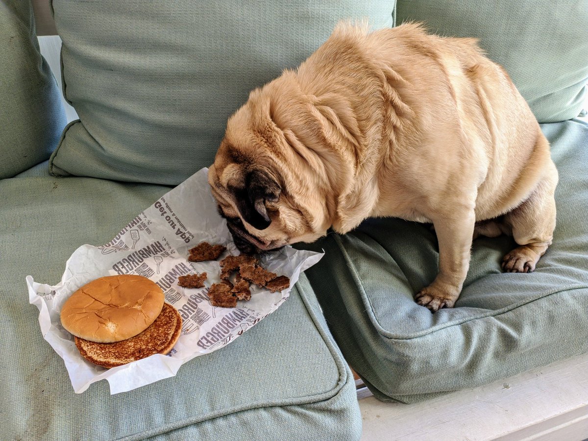 thegrumblypug's tweet photo. It's my 11th birthday!!
I like things pretty simple these days, so my humans got me one of my favorite things ever...A plain hamburger from Mcdonalds!

#TheGrumblyPug #rva #rvadogs #dogsofrva #cutedogs #pug #pugs #puglove #dogs #puglife #pugstagram #pugsnotdrugs #pugly #McDonalds https://t.co/WarHGPnp56
